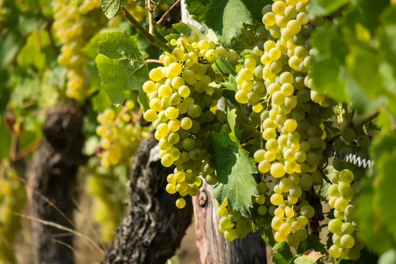 Wine variety Assyrtiko. White wine grapes hanging from vines, vine leaves and branches.