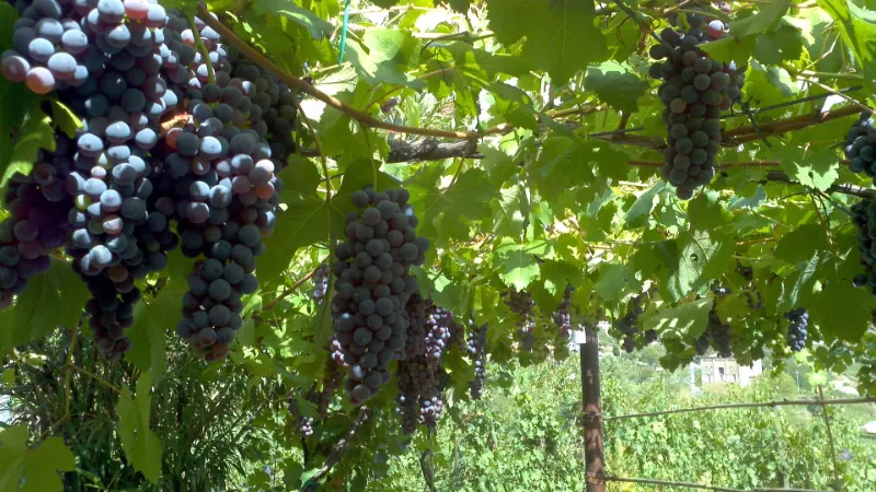 Cretan wine variety Kotsifali. Red wine grapes hanging from vines, green vine leaves and branches.