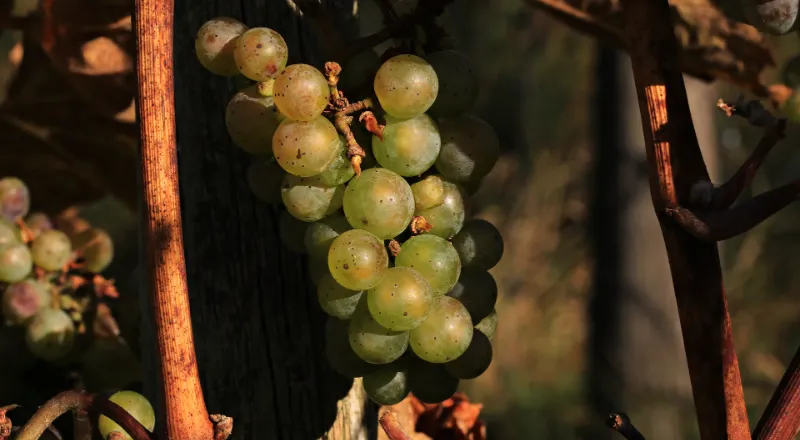 Wine variety Malagousia. White wine grapes hanging from vine branches.