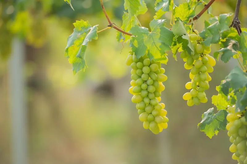 Wine variety Moscato. Wine grapes hanging from branches with vine leaves.