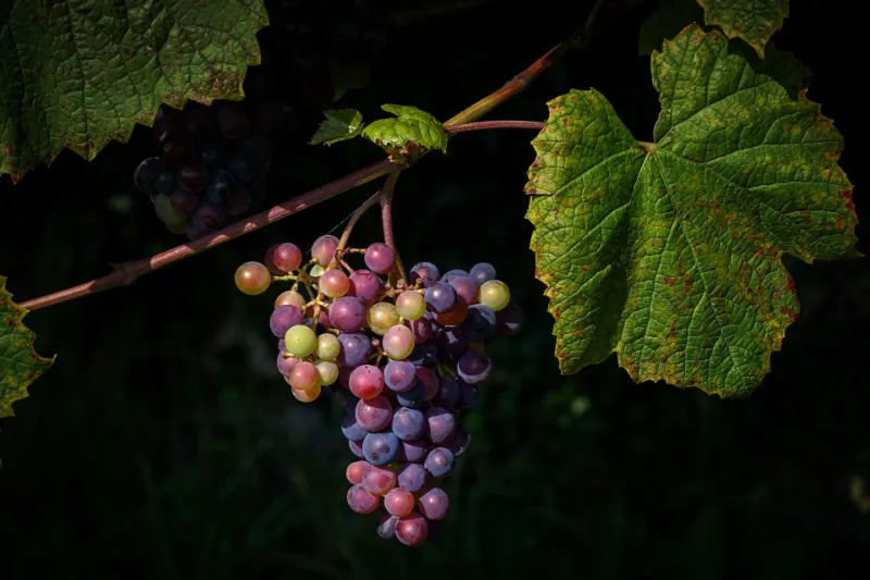 Cretan wine variety Romeiko. Red wine grapes hanging from vine branch, green vine leaves on a black background.