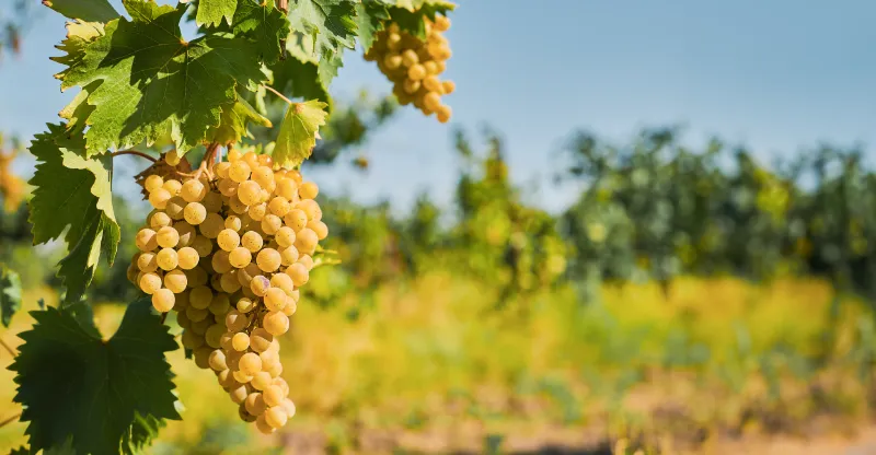 Cretan wine variety Thrapsathiri. Wine grapes hanging from vines, green vine leaves on a blurred background.