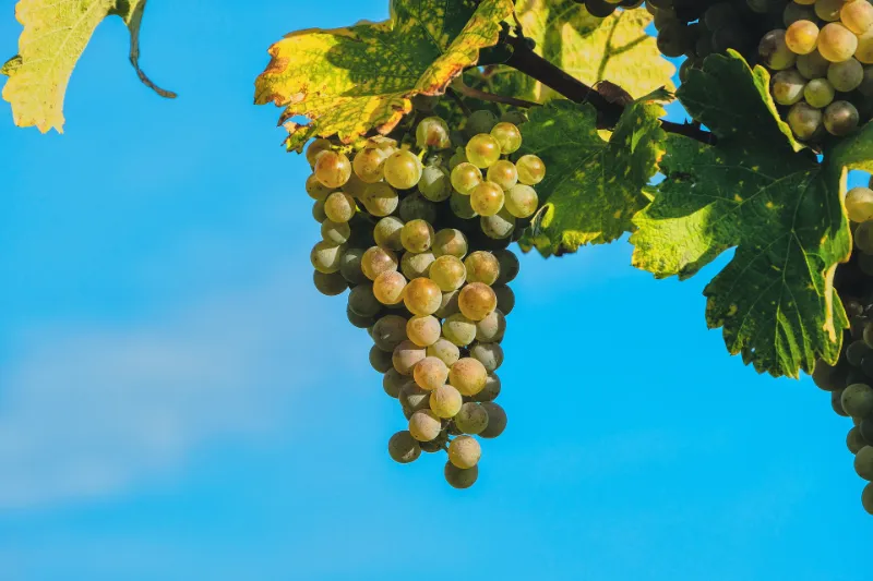 Cretan wine variety Vidiano. White wine grapes hanging from vines, green vine leaves on a blue sky background.