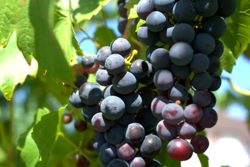 Wine variety Xinomavro. Red wine grapes.