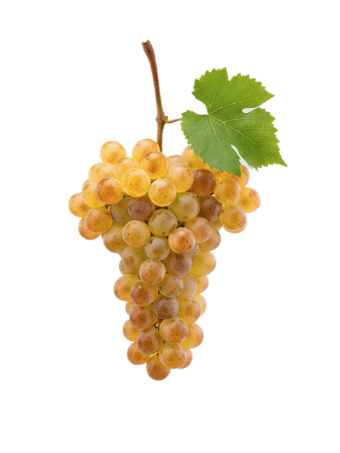 Muscat Of Samos